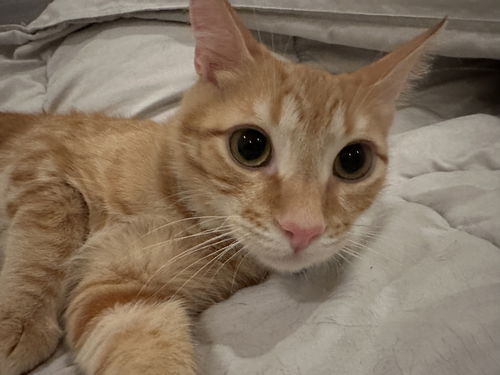 picture of the cat needing adoption