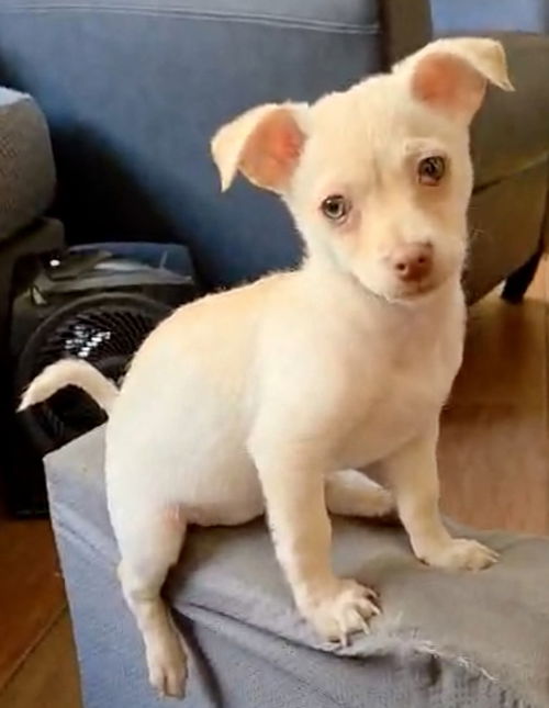 picture of the dog needing adoption
