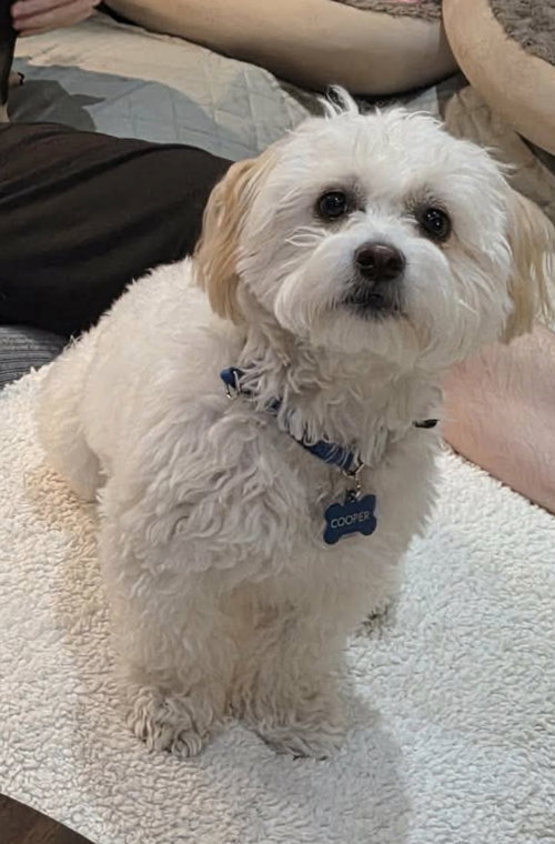 Portobello, an adoptable Maltese in Mission Viejo, CA