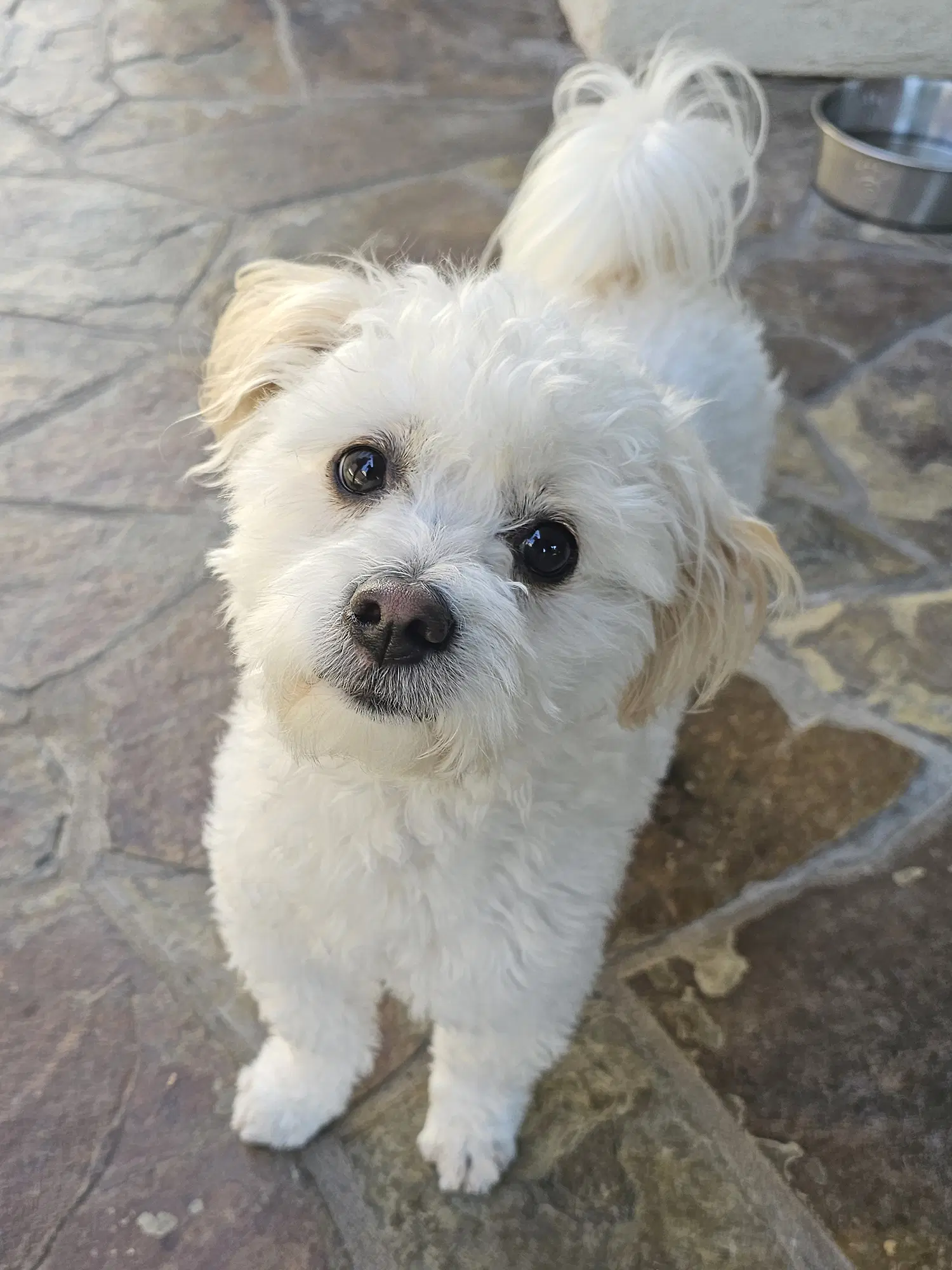 Portobello - Maltese