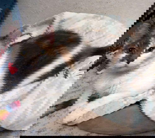 picture of the cat needing adoption