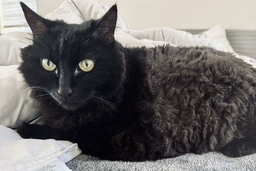 picture of the cat needing adoption