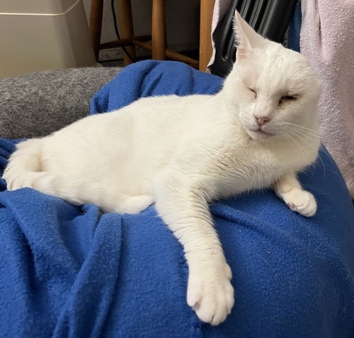picture of the cat needing adoption