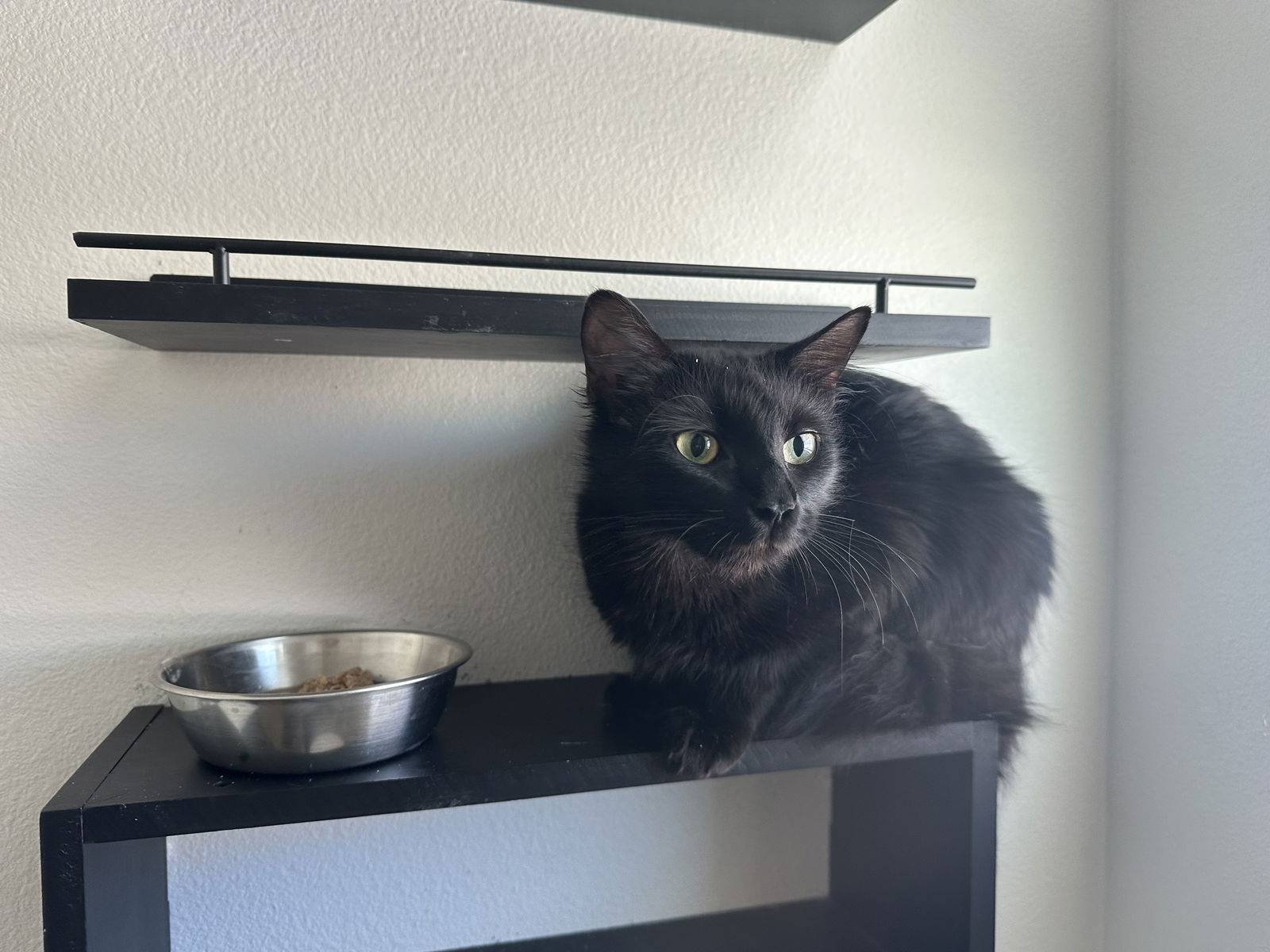 adoptable Cat in Mission Viejo, CA named Princess