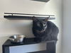 adoptable Cat in  named Princess