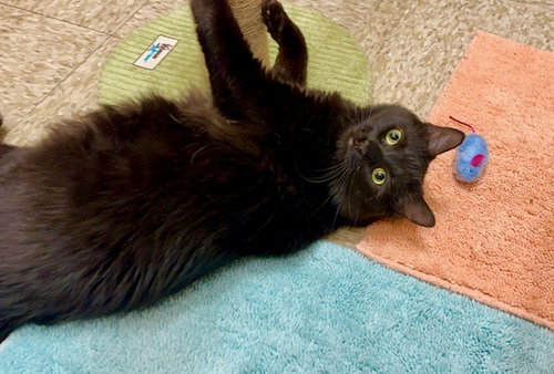 PRINCESS - Domestic Medium Hair available for adoption
