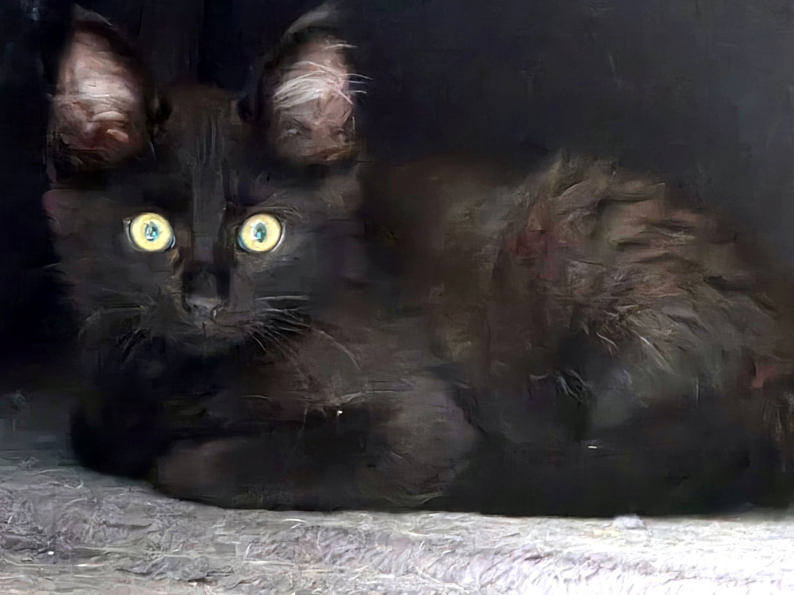 adoptable Cat in Mission Viejo, CA named Dentyne