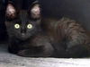 adoptable Cat in  named Dentyne
