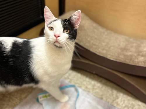 Dicky, Adult Domestic Short Hair / Mixed (short coat), cat for adoption in Westminster, California