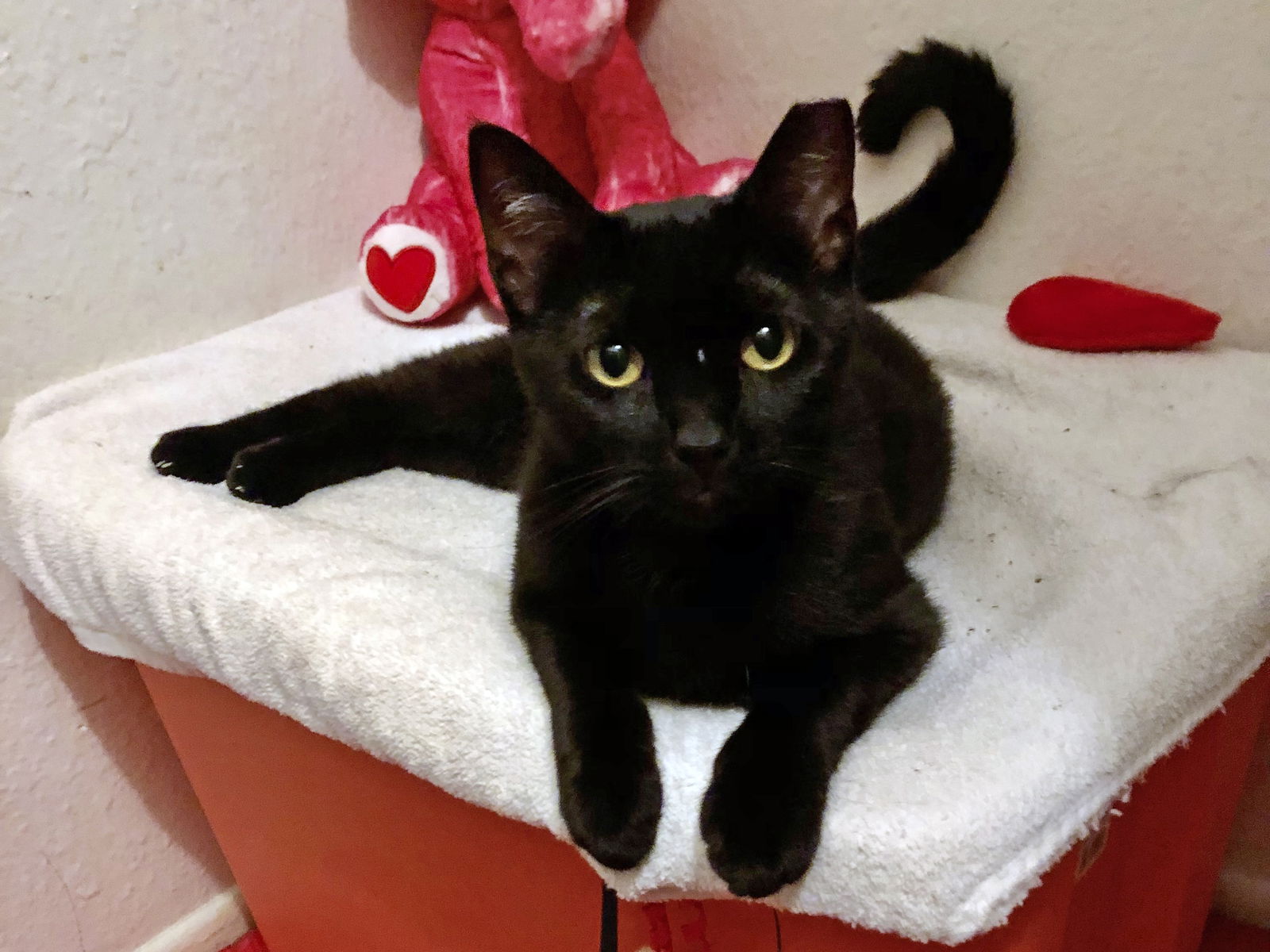 adoptable Cat in Mission Viejo, CA named Alley