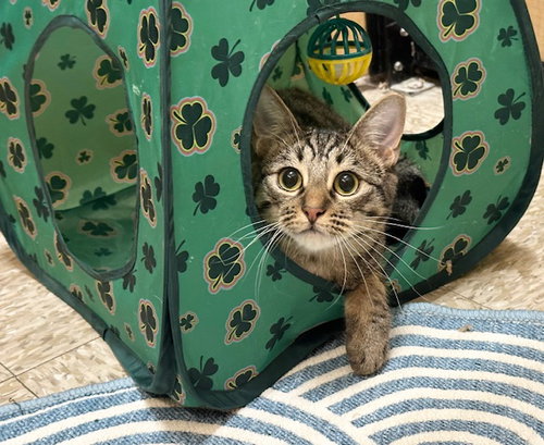JURUPA - Domestic Short Hair available for adoption