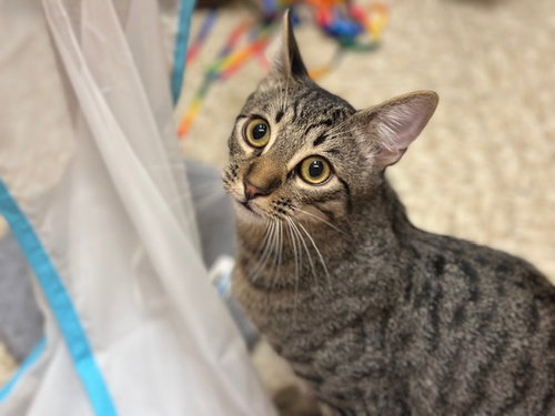 picture of the cat needing adoption