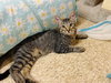 Eastvale - Photo 4