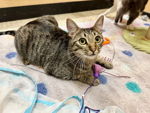 picture of the cat needing adoption