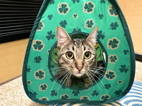 EASTVALE - Domestic Short Hair available for adoption