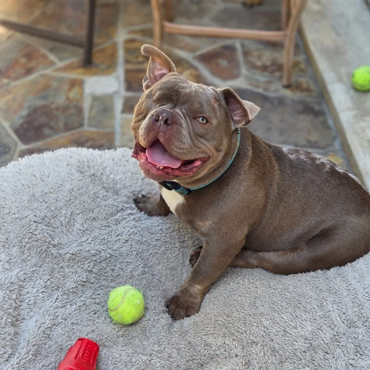 Mack - French Bulldog