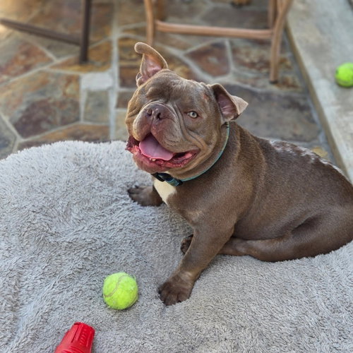 Mack, an adoptable French Bulldog in Mission Viejo, CA
