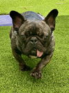 adoptable Dog in  named Escargot