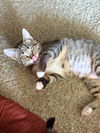 adoptable Cat in mission viejo, CA named Alyonka