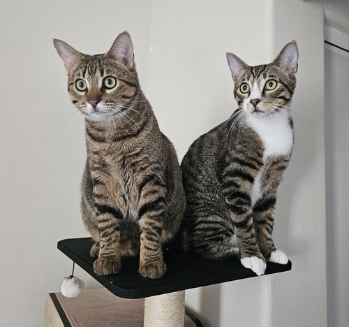 Meiji, an adoptable Domestic Short Hair in Mission Viejo, CA