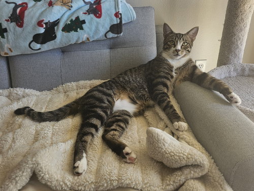 Lindt, an adoptable Domestic Short Hair in Mission Viejo, CA