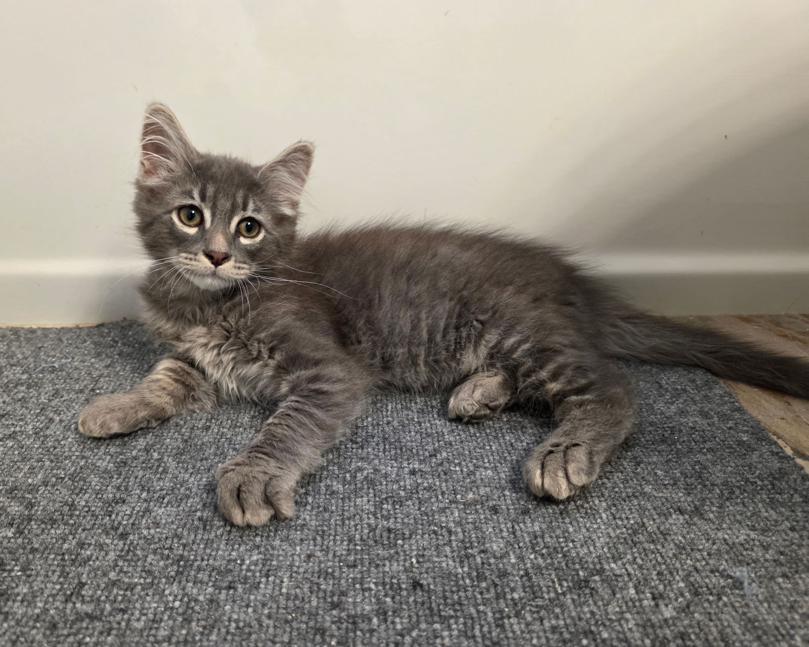 adoptable Cat in Mission Viejo, CA named Leek