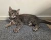 adoptable Cat in  named Leek