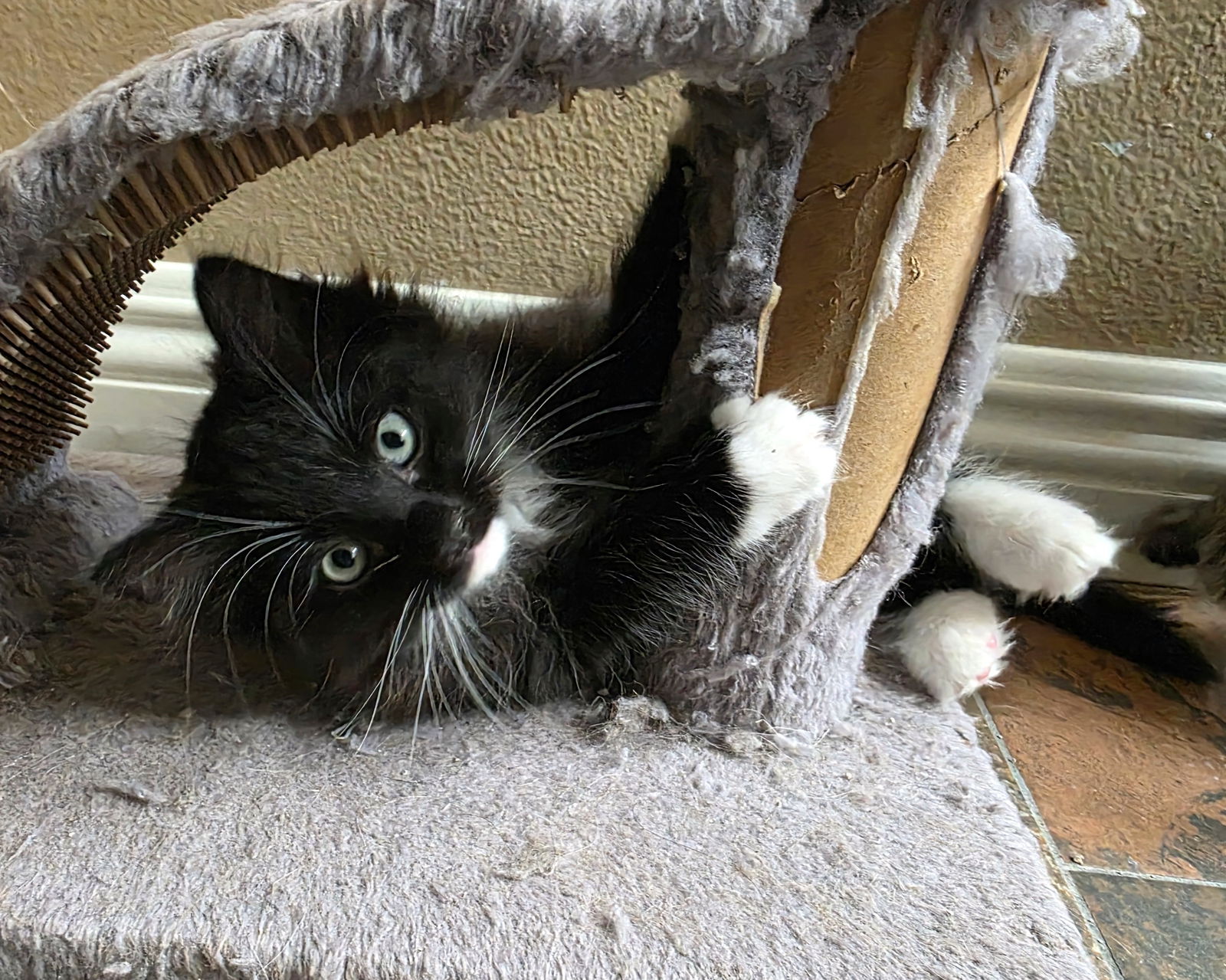 adoptable Cat in Mission Viejo, CA named Bermuda