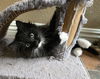 adoptable Cat in mission viejo, CA named Bermuda