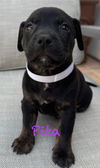 adoptable Dog in  named Pita