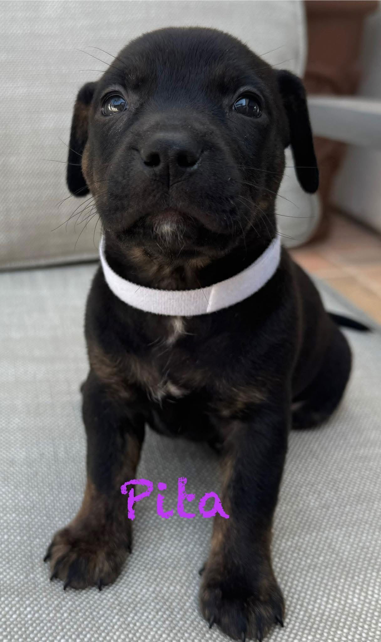 adoptable Dog in Mission Viejo, CA named Pretzel
