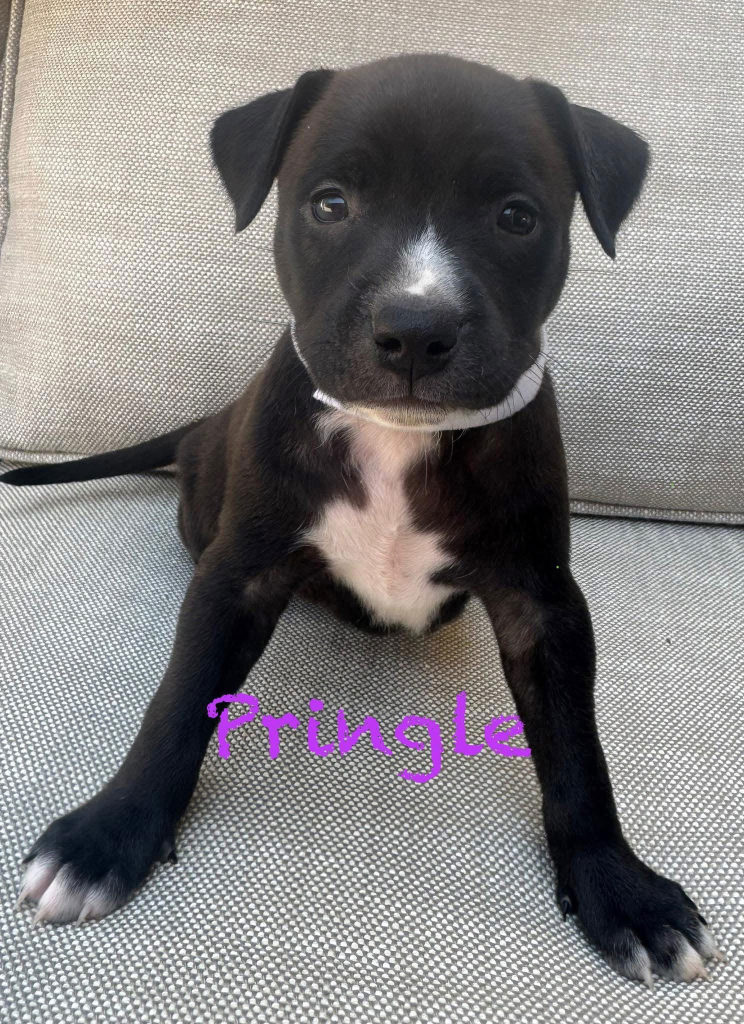 adoptable Dog in Mission Viejo, CA named Pringle