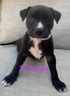 adoptable Dog in  named Pringle