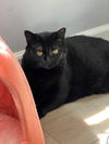 adoptable Cat in mission viejo, CA named Brooklyn
