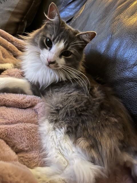 picture of the cat needing adoption
