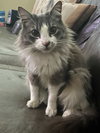 Deangelo - Photo 2