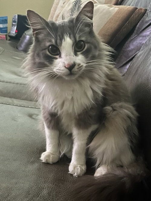 DEANGELO - Domestic Medium Hair available for adoption