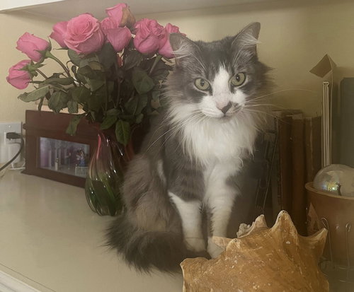 Deangelo, Adult Domestic Medium Hair / Mixed (medium coat), cat for adoption in Westminster, California