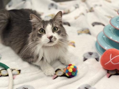 DEANGELO - Domestic Medium Hair available for adoption