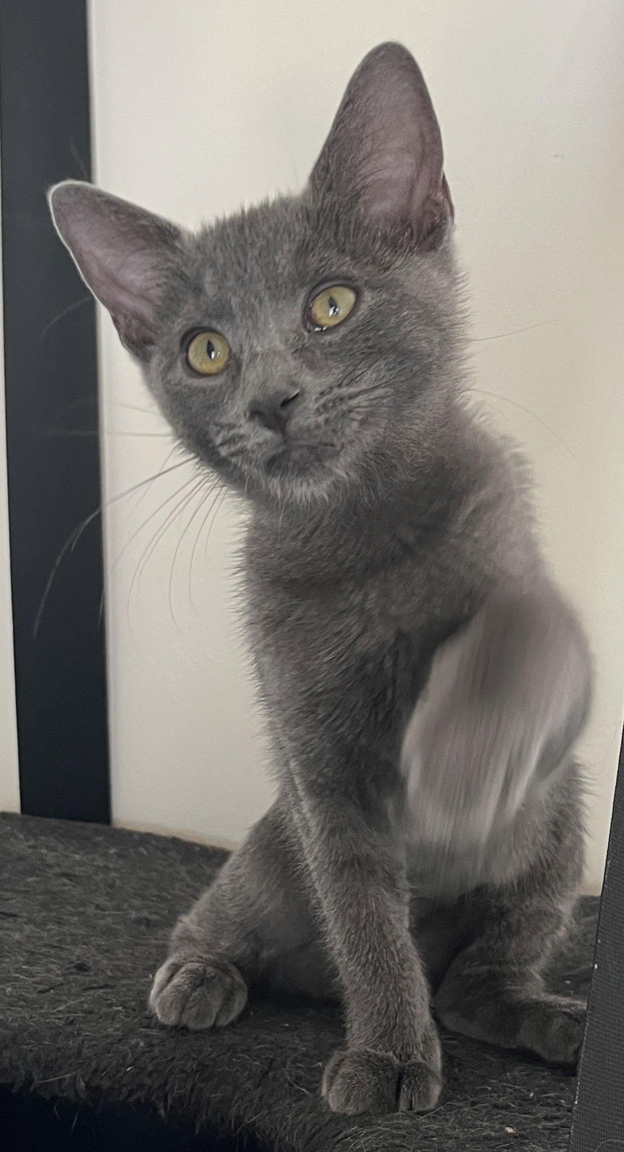 adoptable Cat in Mission Viejo, CA named Argente