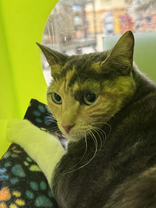 Love, an adoptable Domestic Short Hair in Mission Viejo, CA