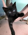adoptable Cat in mission viejo, CA named Bingo