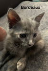 adoptable Cat in mission viejo, CA named Bordeaux