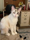 adoptable Cat in mission viejo, CA named Amalie