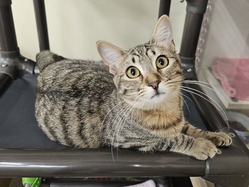 CIABATTA - Domestic Short Hair available for adoption