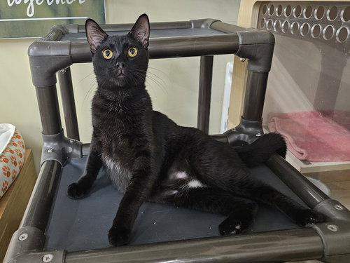 CHALLAH - Domestic Short Hair available for adoption