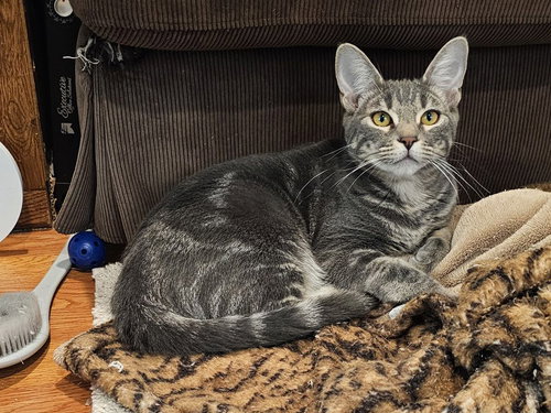picture of the cat needing adoption