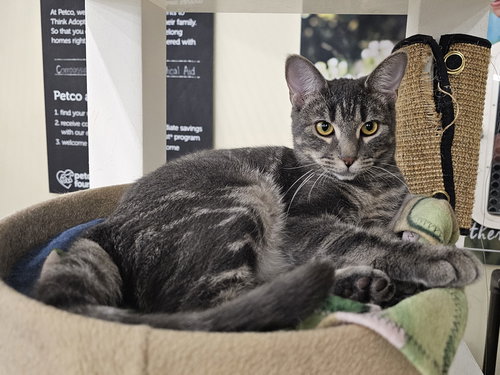 BRANDY ALEXANDER - Domestic Short Hair available for adoption