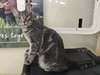 Brandy Alexander - Photo 1