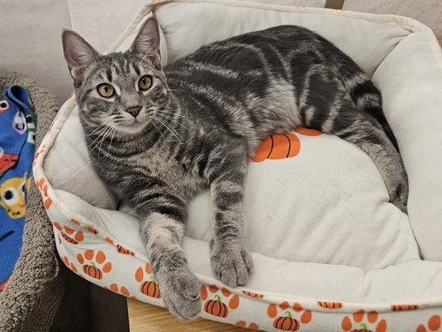 picture of the cat needing adoption